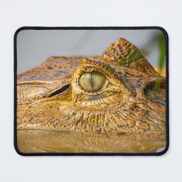 Item preview, Ancient Gaze – Caiman Eye Reflected at the Water Surface, Amazon Wildlife Photography designed and sold by WildFrameNature.