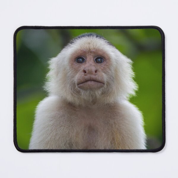 Item preview, Soul Stare – White-Faced Capuchin Monkey Portrait, Costa Rica Wildlife Photography designed and sold by WildFrameNature.