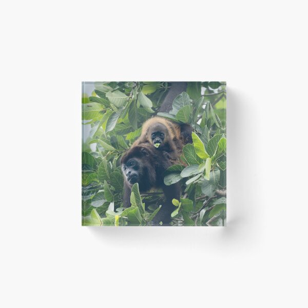 Item preview, Two of a Kind – Howler Monkey Mother and Baby in the Rainforest Canopy, Costa Rica Wildlife Photography designed and sold by WildFrameNature.