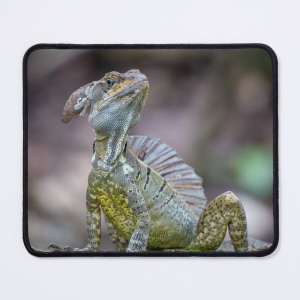 Item preview, Little Dragon – Basilisk Lizard Posing on Mossy Rock, Costa Rica Wildlife Photography designed and sold by WildFrameNature.