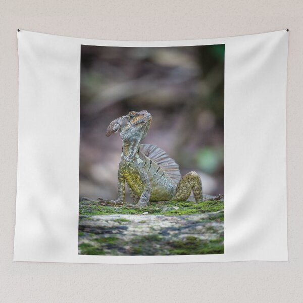Item preview, Little Dragon – Basilisk Lizard Posing on Mossy Rock, Costa Rica Wildlife Photography designed and sold by WildFrameNature.