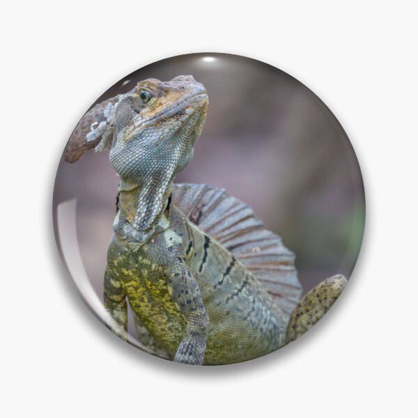 Item preview, Little Dragon – Basilisk Lizard Posing on Mossy Rock, Costa Rica Wildlife Photography designed and sold by WildFrameNature.