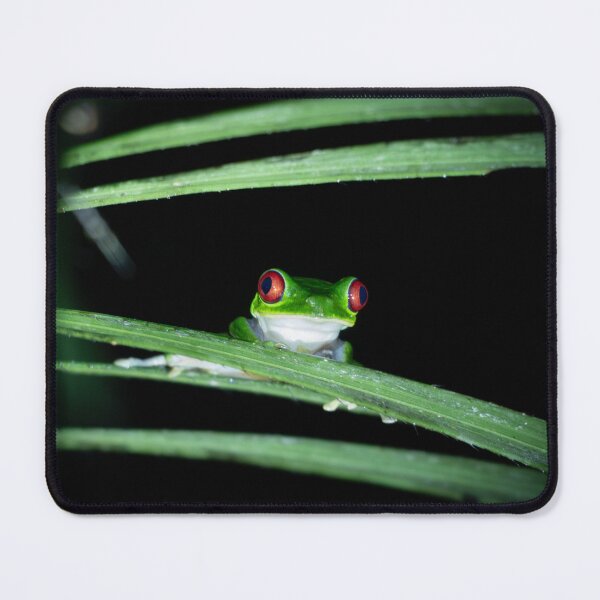 Item preview, Night Watch – Red-Eyed Tree Frog Peering Through Palm Leaves, Costa Rica Wildlife Photography designed and sold by WildFrameNature.