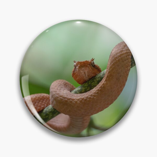 Item preview, Coiled Danger – Eyelash Palm Pit Viper in Rare Orange Morph, Costa Rica Wildlife Photography designed and sold by WildFrameNature.