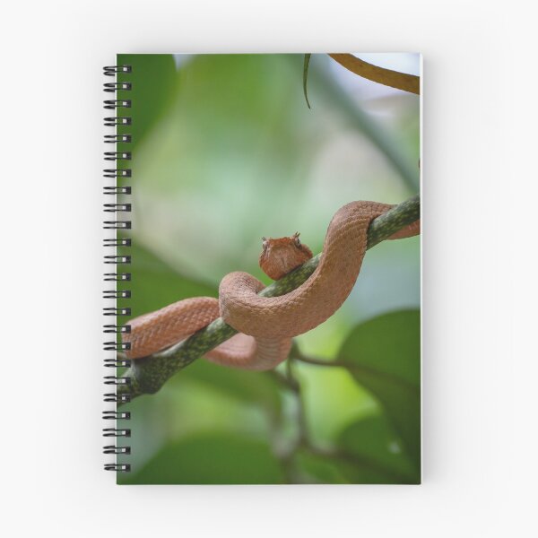 Item preview, Coiled Danger – Eyelash Palm Pit Viper in Rare Orange Morph, Costa Rica Wildlife Photography designed and sold by WildFrameNature.