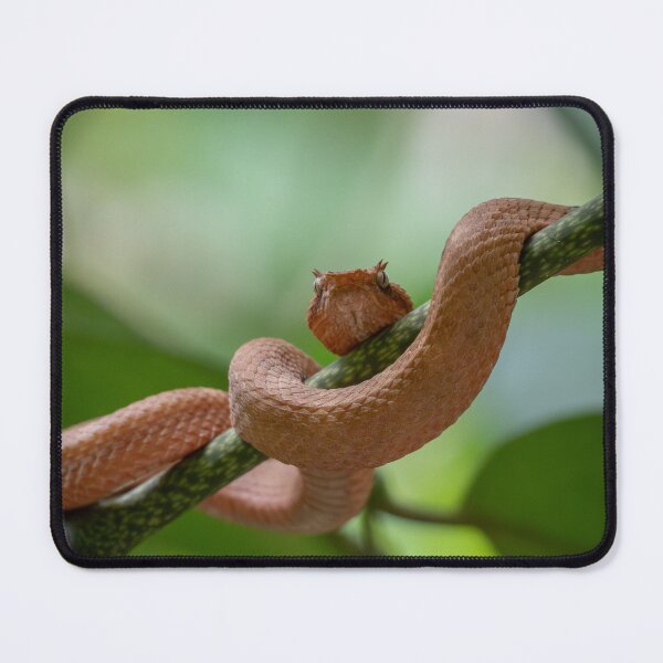 Item preview, Coiled Danger – Eyelash Palm Pit Viper in Rare Orange Morph, Costa Rica Wildlife Photography designed and sold by WildFrameNature.