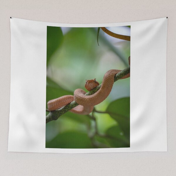 Item preview, Coiled Danger – Eyelash Palm Pit Viper in Rare Orange Morph, Costa Rica Wildlife Photography designed and sold by WildFrameNature.