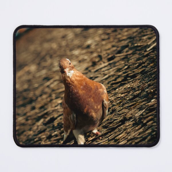 Item preview, Pigeon Photography designed and sold by NicolasGlowArt.