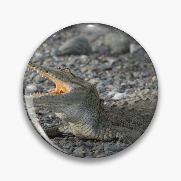 Item preview, Open Wide – American Crocodile Basking with Jaws Agape, Costa Rica Wildlife Photography designed and sold by WildFrameNature.