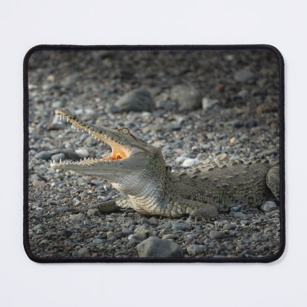 Item preview, Open Wide – American Crocodile Basking with Jaws Agape, Costa Rica Wildlife Photography designed and sold by WildFrameNature.