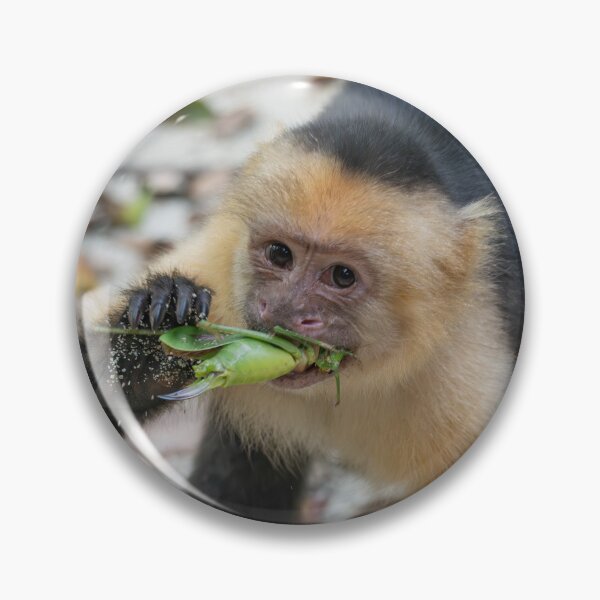Item preview, Juice Thief – White-Faced Capuchin Devouring Green Grasshopper, Costa Rica Wildlife Photography designed and sold by WildFrameNature.