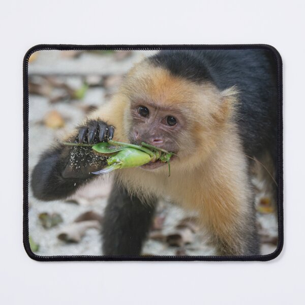 Item preview, Juice Thief – White-Faced Capuchin Devouring Green Grasshopper, Costa Rica Wildlife Photography designed and sold by WildFrameNature.