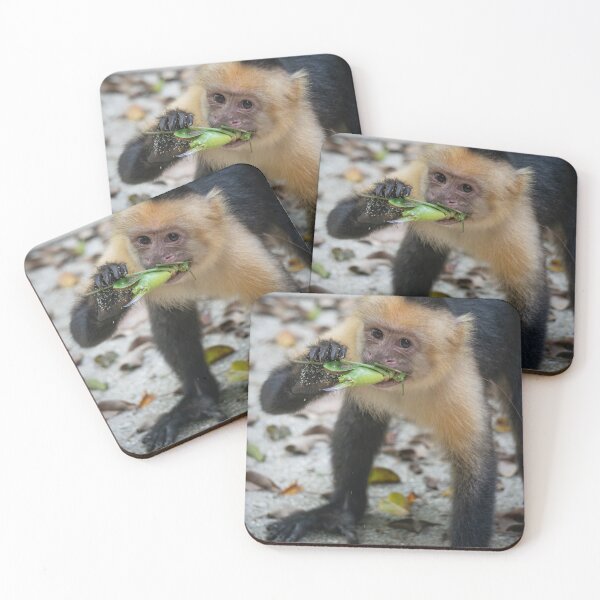 Item preview, Juice Thief – White-Faced Capuchin Devouring Green Grasshopper, Costa Rica Wildlife Photography designed and sold by WildFrameNature.