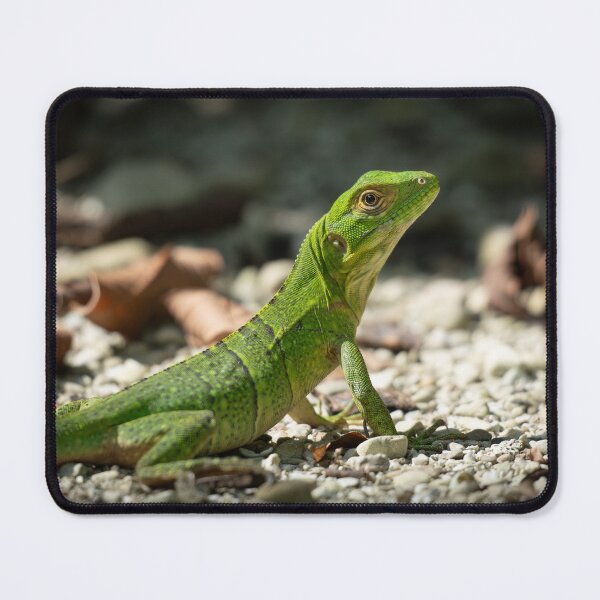 Item preview, Emerald Sentinel – Juvenile Green Basilisk on Rocky Ground, Costa Rica Wildlife Photography designed and sold by WildFrameNature.