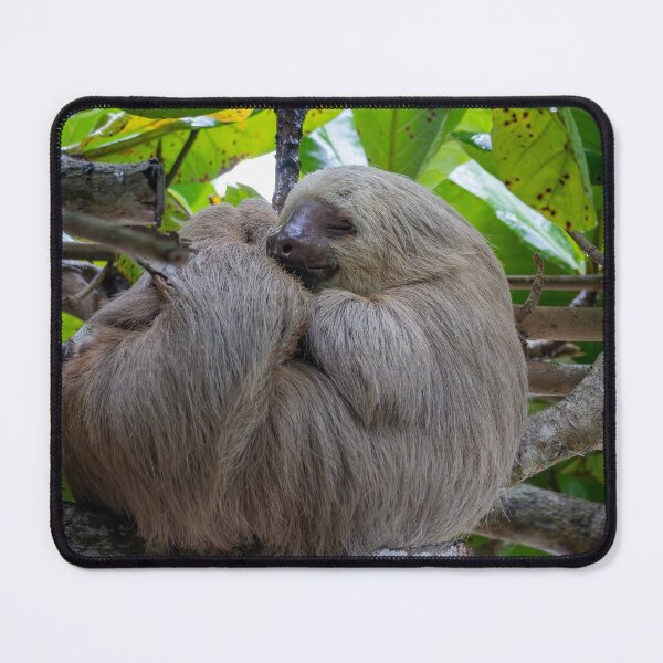 Item preview, No Worries – Two-Toed Sloth Sleeping in the Rainforest Canopy, Costa Rica Wildlife Photography designed and sold by WildFrameNature.