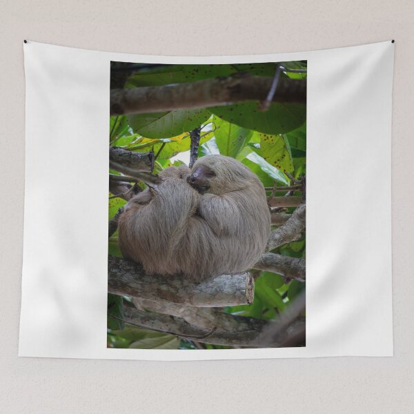 Item preview, No Worries – Two-Toed Sloth Sleeping in the Rainforest Canopy, Costa Rica Wildlife Photography designed and sold by WildFrameNature.