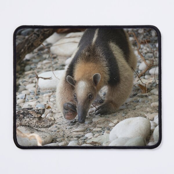Item preview, On the Sniff – Northern Tamandua Anteater Foraging on Rocky Beach, Costa Rica Wildlife Photography designed and sold by WildFrameNature.