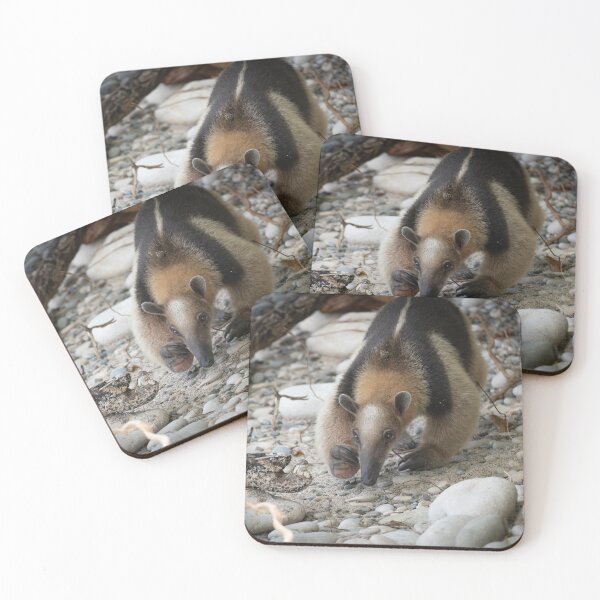 Item preview, On the Sniff – Northern Tamandua Anteater Foraging on Rocky Beach, Costa Rica Wildlife Photography designed and sold by WildFrameNature.