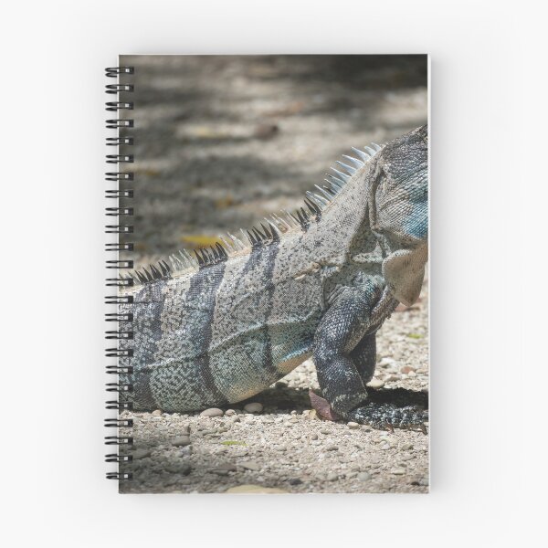 Item preview, Spiny Throne – Black Spiny-Tailed Iguana Basking in the Sun, Costa Rica Wildlife Photography designed and sold by WildFrameNature.