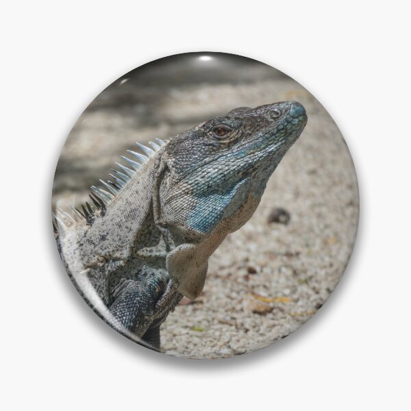 Item preview, Spiny Throne – Black Spiny-Tailed Iguana Basking in the Sun, Costa Rica Wildlife Photography designed and sold by WildFrameNature.