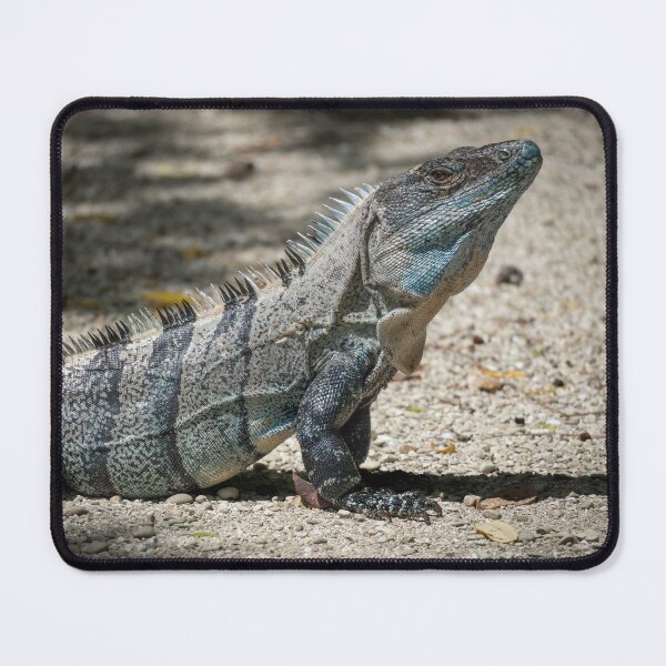 Item preview, Spiny Throne – Black Spiny-Tailed Iguana Basking in the Sun, Costa Rica Wildlife Photography designed and sold by WildFrameNature.