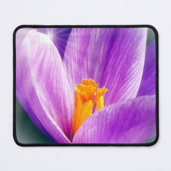 Item preview, Crocus Flower, Early Spring Morning Sunlight designed and sold by AMacGPhilly.