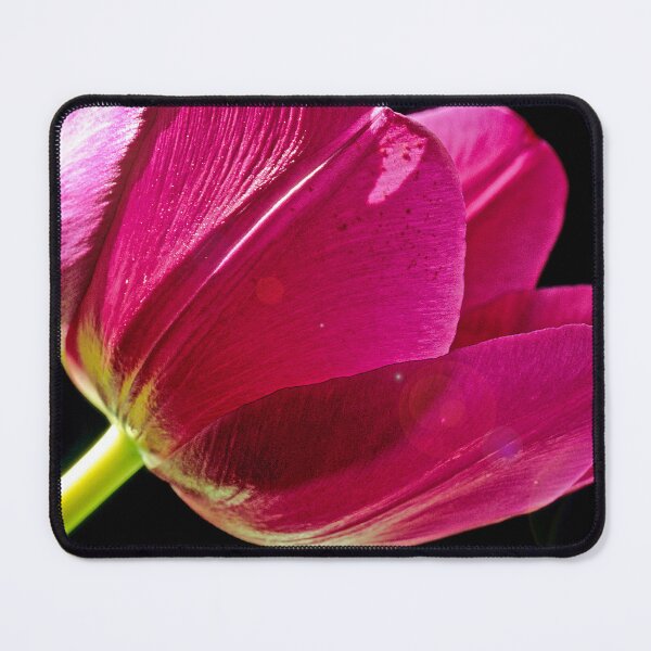 Item preview, Darwinian Tulip in Full Bloom designed and sold by AMacGPhilly.