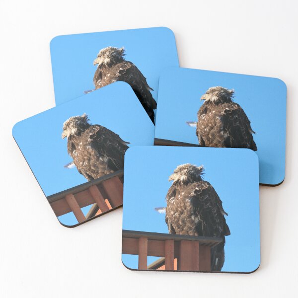 Item preview, Young eagle designed and sold by zumi.