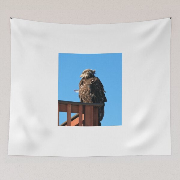Item preview, Young eagle designed and sold by zumi.
