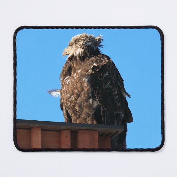 Item preview, Young eagle designed and sold by zumi.