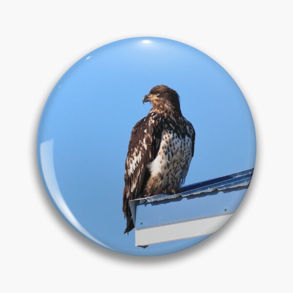 Item preview, Young eagle II designed and sold by zumi.