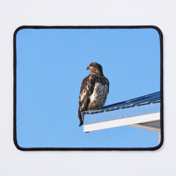 Item preview, Young eagle II designed and sold by zumi.