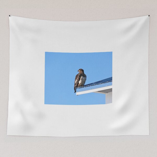 Item preview, Young eagle II designed and sold by zumi.