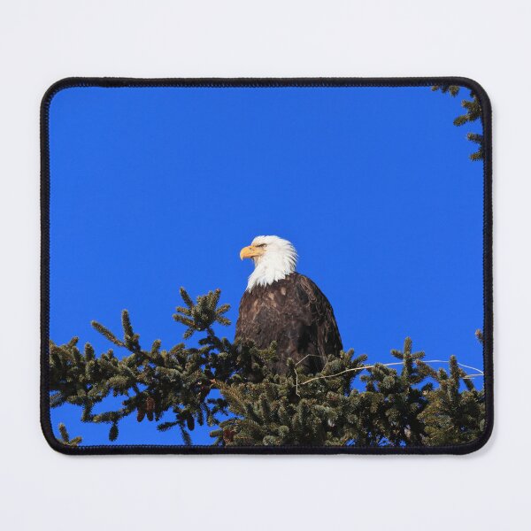 Item preview, Adult Bald Eagle designed and sold by zumi.