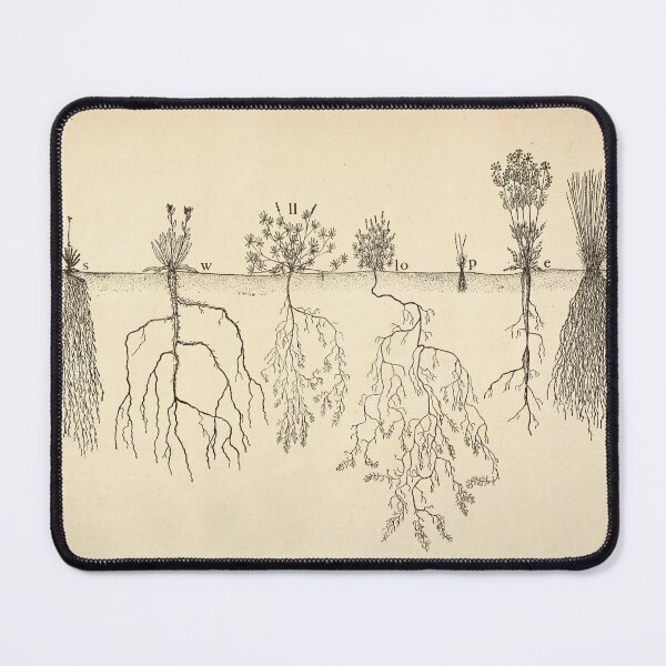 Item preview, Root systems by John Weaver from "The Ecological Relations of Roots," 1919 designed and sold by mariapopova.