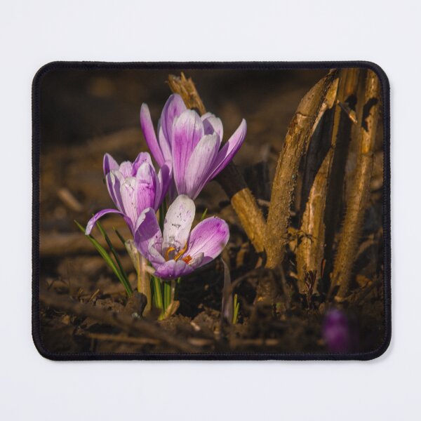Item preview, Pink spring flowers designed and sold by YarekPhoto.
