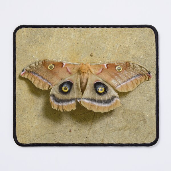Item preview, Polyphemus Moth - Giant Silk Moth Nature Photography designed and sold by Blossom-Breeze.