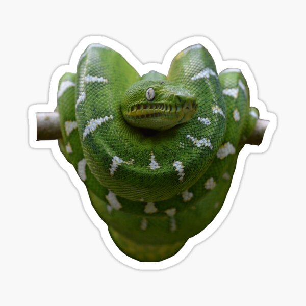 Item preview, Emerald Tree Boa designed and sold by hayleyu.