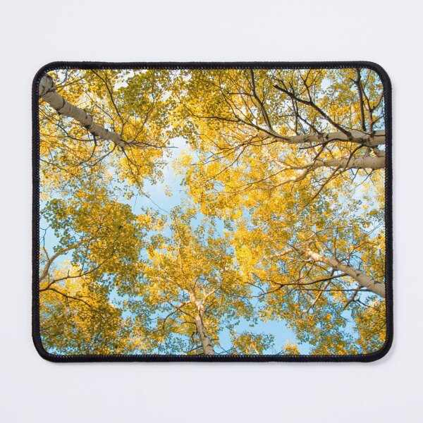 Item preview, Golden Canopy: Looking Up Through Autumn Birches designed and sold by ISOandInk.
