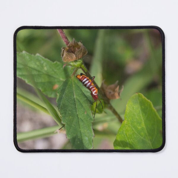 Item preview, red cotton stainer bug designed and sold by ROSE ANN BANILAR.