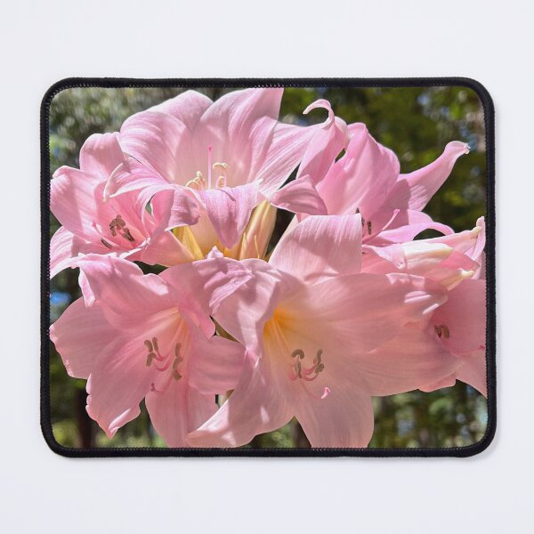 Item preview, Soft Pink Begonia Flowers Blooming in Garden designed and sold by Be Captured by Brittany Emma.
