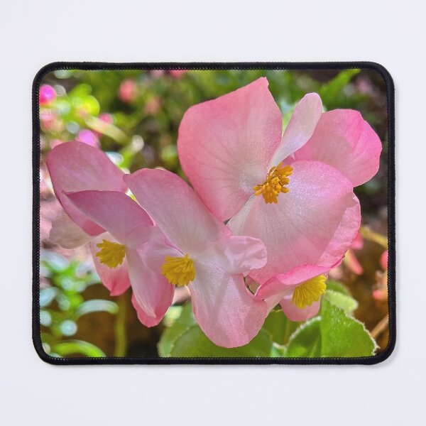 Item preview, Soft Pink Begonia Flowers Blooming in Garden designed and sold by Be Captured by Brittany Emma.