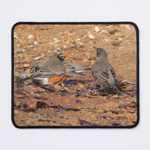Item preview, Robins designed and sold by Parks and X.