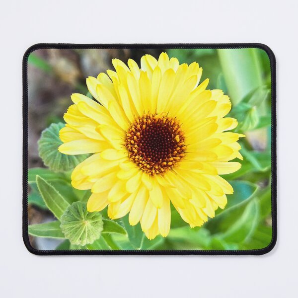Item preview, Bright Yellow Calendula Flower Blooming in Garden designed and sold by Be Captured by Brittany Emma.