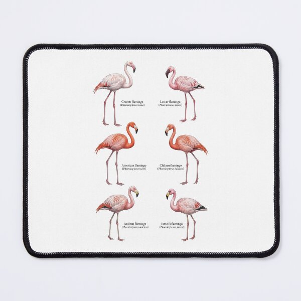 Item preview, Six different flamingo species designed and sold by ArunDandiboina.