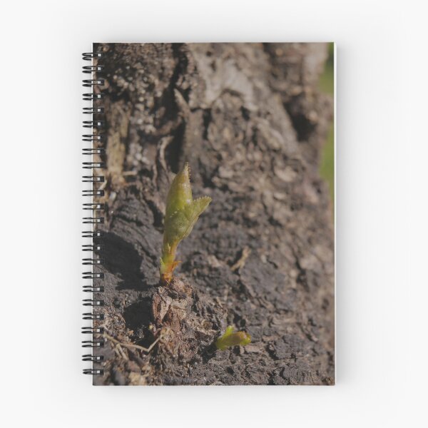 Item preview, Tender Green Shoot Sprouts from Rough Ancient Tree Bark - Macro designed and sold by vikko-art.