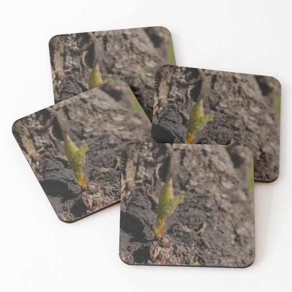 Item preview, Tender Green Shoot Sprouts from Rough Ancient Tree Bark - Macro designed and sold by vikko-art.