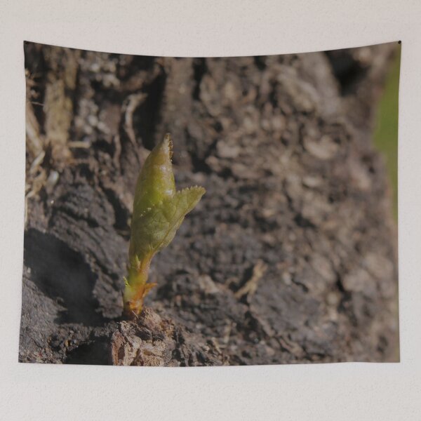 Item preview, Tender Green Shoot Sprouts from Rough Ancient Tree Bark - Macro designed and sold by vikko-art.