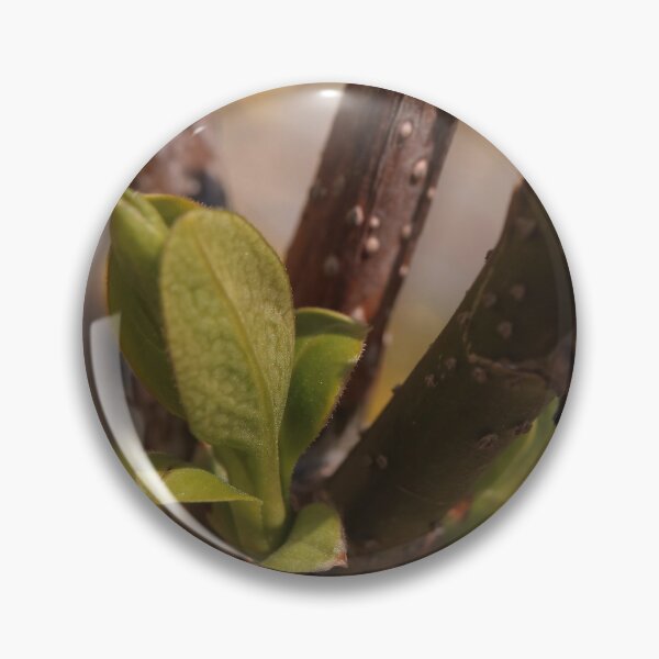 Item preview, Delicate Emerging Fruit Tree Buds Macro - Spring Awakening designed and sold by vikko-art.