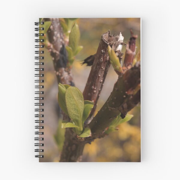 Item preview, Delicate Emerging Fruit Tree Buds Macro - Spring Awakening designed and sold by vikko-art.